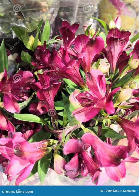 Alstroemeria Flor De Fondo Flores Alstroemeria Con Gotas De Agua Ramo