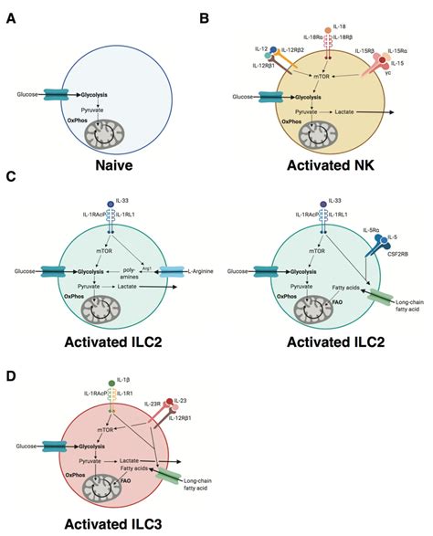 Metabolic Pathways Utilized By Innate Lymphoid Cells Ilcs During