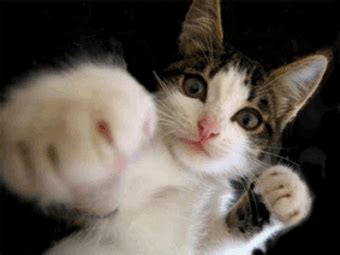 Weird Cat Animated Gif