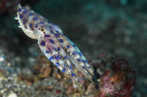 Blue Ringed Octopus