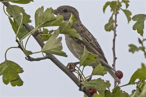 House Sparrow F Birdforum