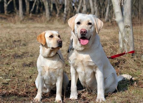 Mini Labrador Retriever | atelier-yuwa.ciao.jp