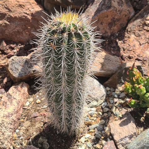 Cactus False Saguaro Pachycereus Pringlei Life In The Wick