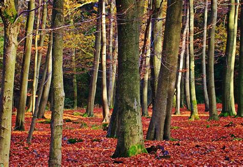 Forest Autumn Fall Foliage Leaves Trees Tree Trunks Book Fall