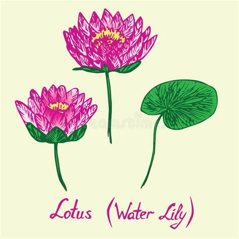 Lotus Water Lily Flowers And Leaves Set With Inscription Stock Vector