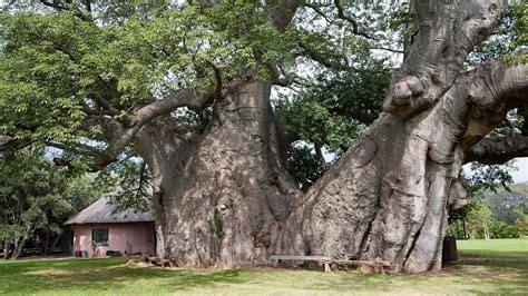 13 Amazing Plants That Thrive In The Savanna - A-Z Animals