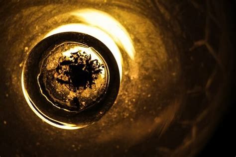 Answered: The Science Behind Why Bugs Are Attracted to Light
