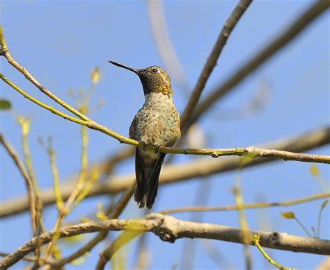 Hummingbird Posing Photograph By Clarence Alford Fine Art America