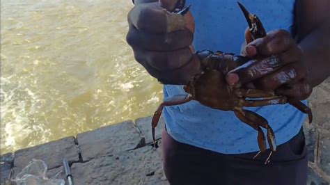 Giant Mud Crab Catching Catching Alimango In The Mangroves Youtube