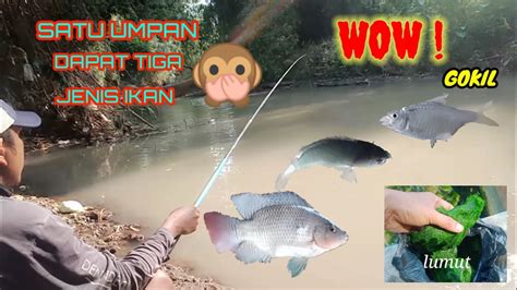 Mancing Pakai Umpan Andalan Memang Top Markotop Youtube