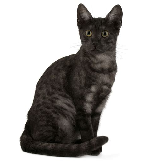 4 Beautiful Egyptian Mau Colors & Patterns (With Pictures) - Catster