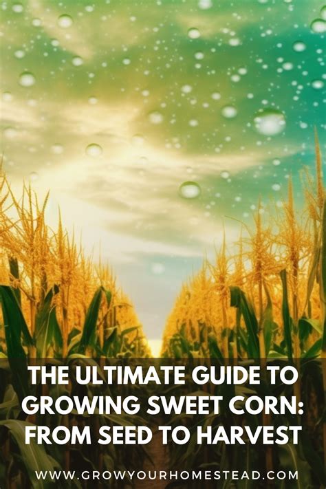 The Ultimate Guide To Growing Sweet Corn From Seed To Harvest — Growyourhomestead