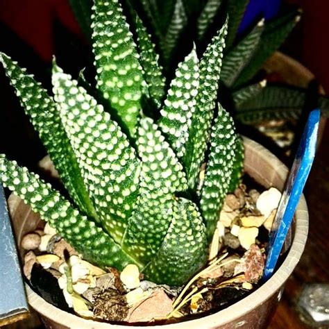 Haworthia Opalina Cactus Plants