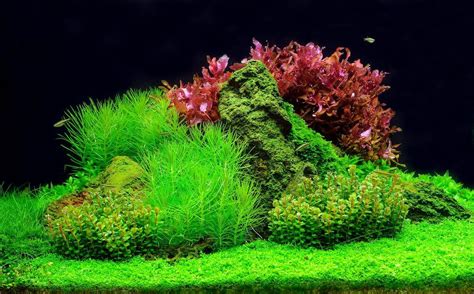 aquascape seni meracik lanskap bawah air ikanpedia