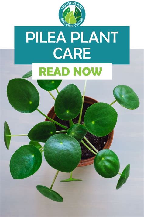 Pilea Plant Care Guide For Beginners Artofit