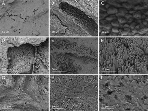 Scanning Electron Microscope Sem Images Showing The Morphology Of Download Scientific Diagram