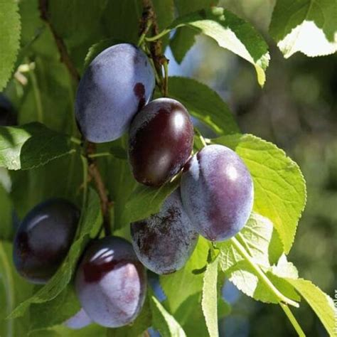 SUSINO Albero Da Frutta VASO 20 170 Cm 3 Anni Foto Reali Vivaio Annese