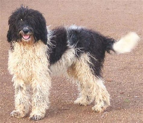 portuguese water dog  doodle compare  contrast