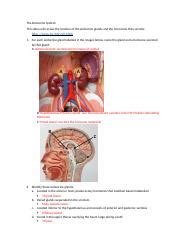 Sargent Endocrine And Blood Activities Docx The Endocrine System