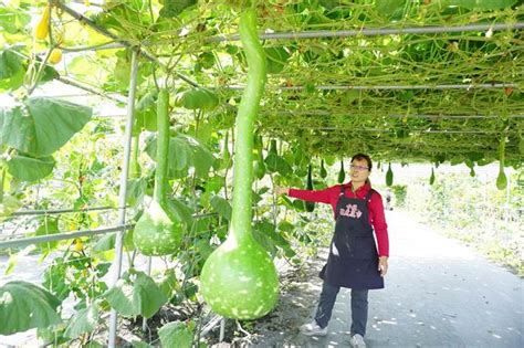 中社花市南瓜節登場 20種奇瓜異果超吸睛 生活 中時