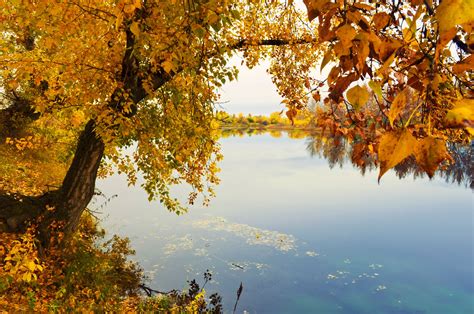 Free Images Landscape Tree Water Nature Grass Branch Sunlight