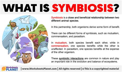 What Is Symbiosis Definition Of Symbiosis