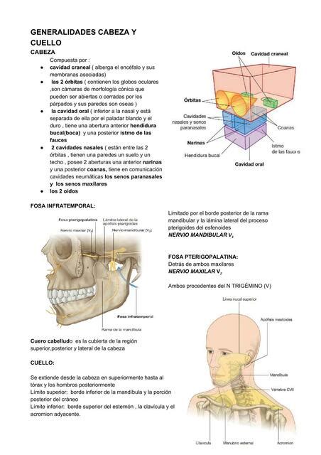 Generalidades De La Cabeza Y Cuello Rodrigo C Rcamo Udocz