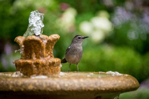 Inventive Fountain Ideas For Your Garden Atlantis Water Garden