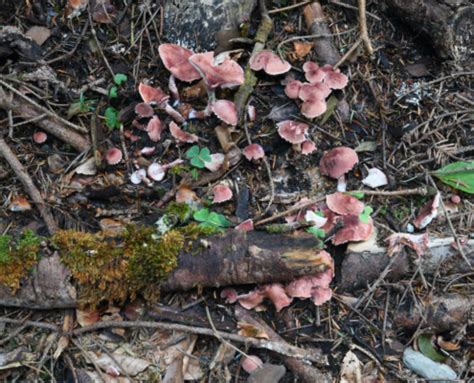 Cystoderma superbum Weinroter Körnchenschirmling Pilzkundlicher