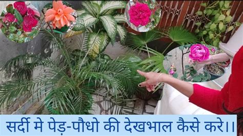 सर्दी मे पेड़ पौधौ की देखभाल कैसे करे।। केयर Plants Youtube