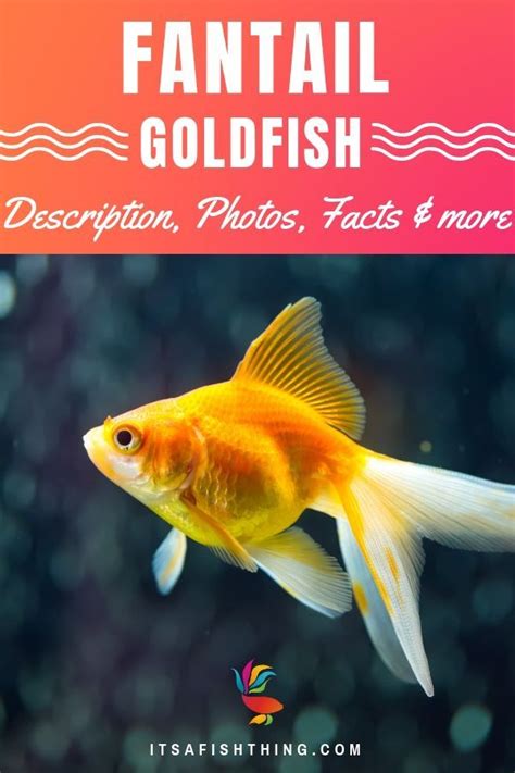 Fantail Goldfish Pictures Care Guide Varieties Lifespan More Artofit