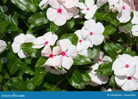 White Catharanthus Roseus Known As The Madagascar Periwinkle Rosy