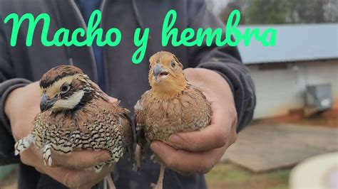 Como Identificar Hembra Y Macho Codorniz Youtube