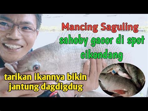 Tarikan Ikan Nila Babon Ini Bikin Jantung Dag Dig Dug Mancing