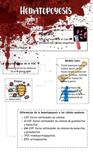 Hematopoyesis Lucia Herrera UDocz