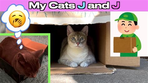 CATS AND THEIR UNSTOPPABLE ATTRACTION TO BOXES WHY DO CATS LOVE BOXES