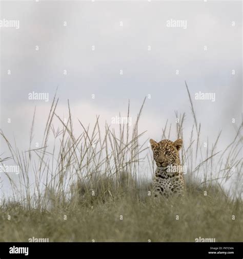 Wildlife Photos from the Maasai Mara Stock Photo - Alamy