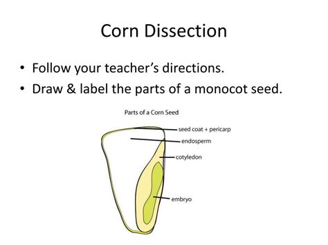 Ppt How Plants Are Classified Powerpoint Presentation Free Download