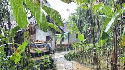 Hujan Deras Mengguyur Kampung Yang Tenang Sejuk Nyaman Hidup Di Desa