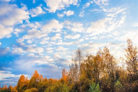 Premium Photo | Autumn trees under blue sky with white clouds