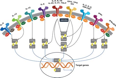 Mechanism Of Janus Kinase Jak Inhibitors Stat Signal Transducer And | Sexiz Pix