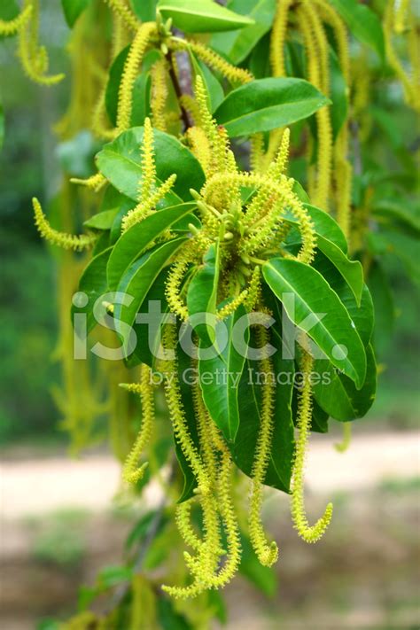 Flowers Green Of Mangrove. Name - Excoecaria Agallocha. Stock Photo | Royalty-Free | FreeImages