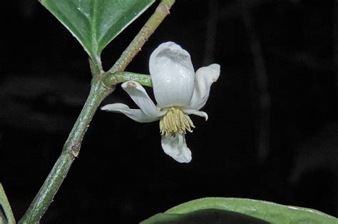 Anaxagorea Luzonensis Annonaceae Image At Phytoimages Siu Edu