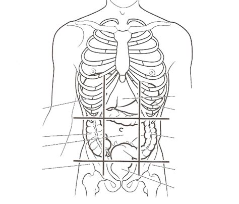 Unit 1 Abdominal Regions Diagram Quizlet