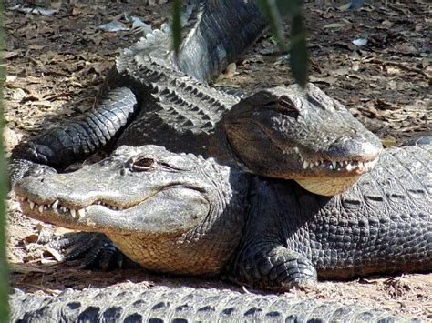 Alligator Love Photograph By Sara Evans