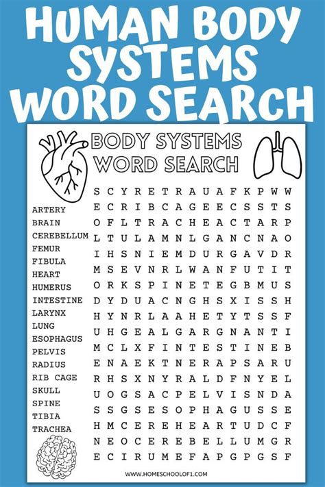 The Human Body System Word Search Is Shown In This Printable Activity