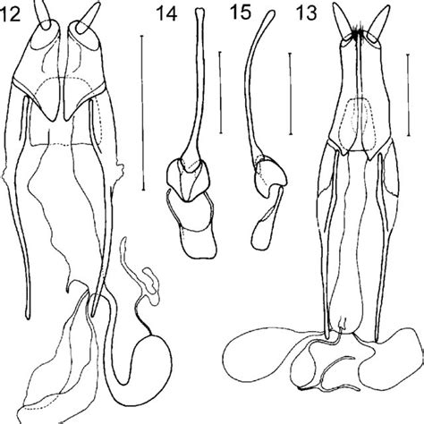 Ovipositor And Female Genital Ducts 12 Conderis Lombokiensis Sp N Download Scientific