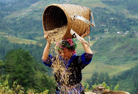 Truly Beautiful Hanoi Mu Cang Chai Yen Bai Tour Days