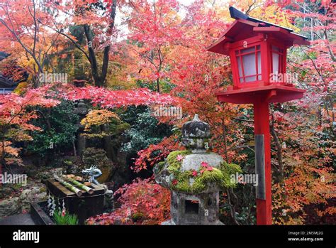 Autumn Foliage In Japan Colorful Japanese Maple Leaves During Momiji