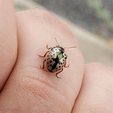 Most unique coloration on a ladybug like beetle I've ever seen. Can ...